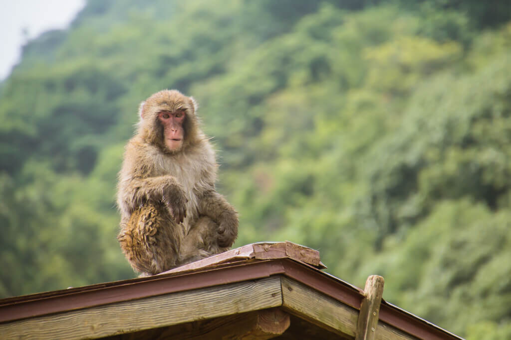 Monkey Arashiyama Monkey Hill