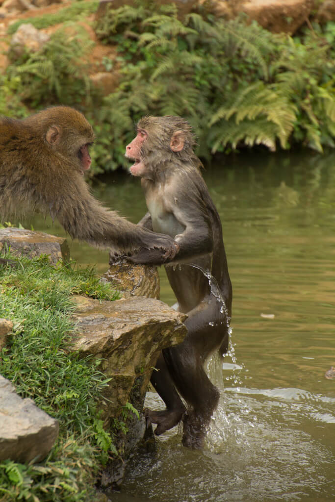 One monkey coming out of water cold with another monkey helping him up.Arashiyama Monkey Hill