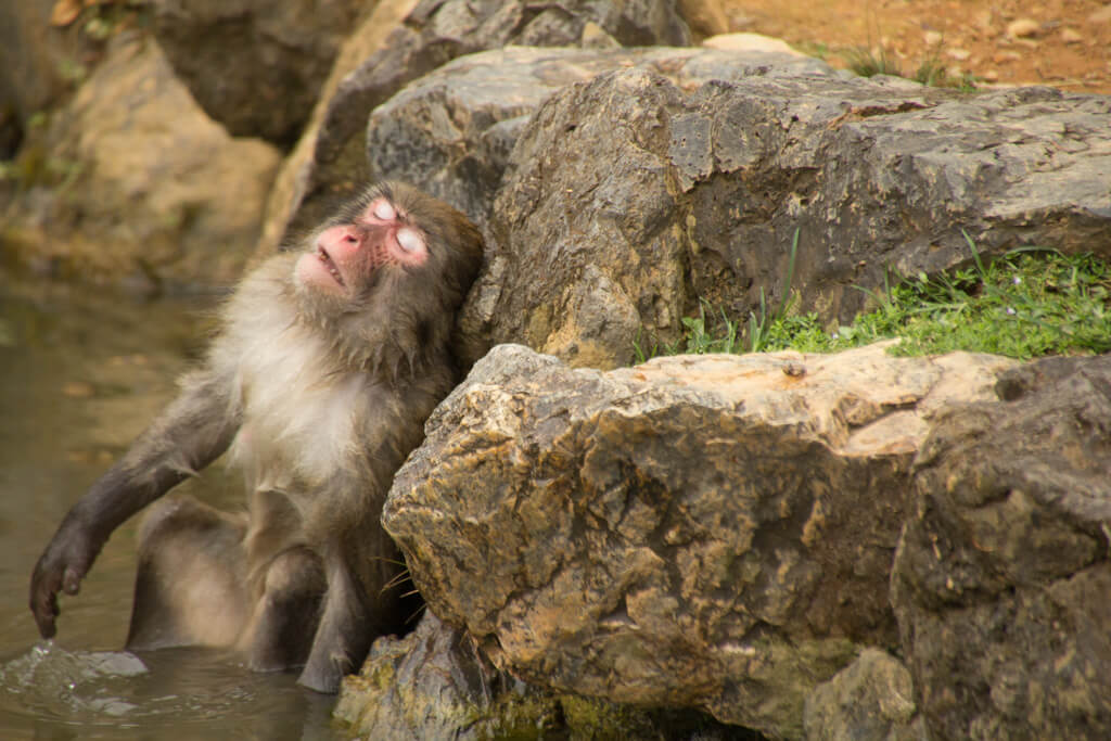 Arashiyama Monkey Hill