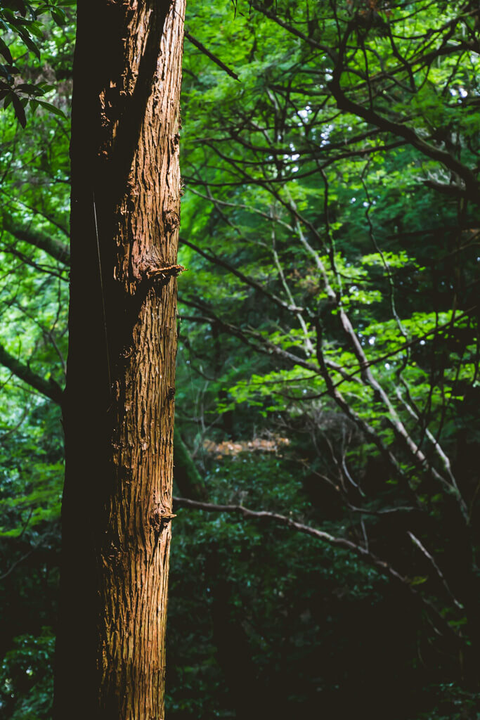 Arashiyama Monkey Hill