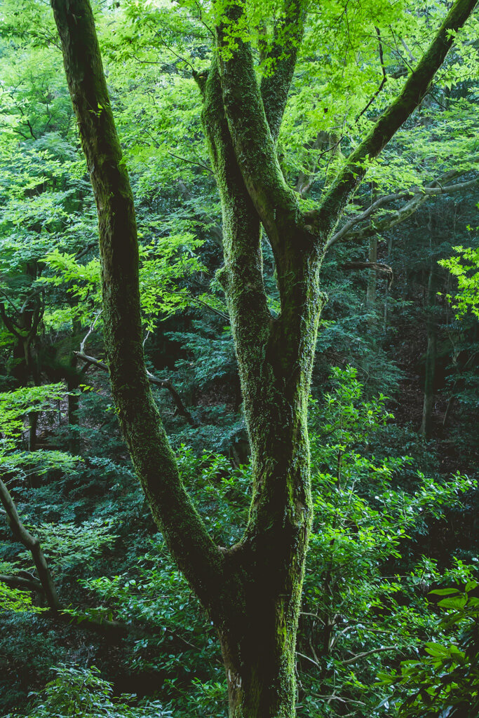 Arashiyama Monkey Hill