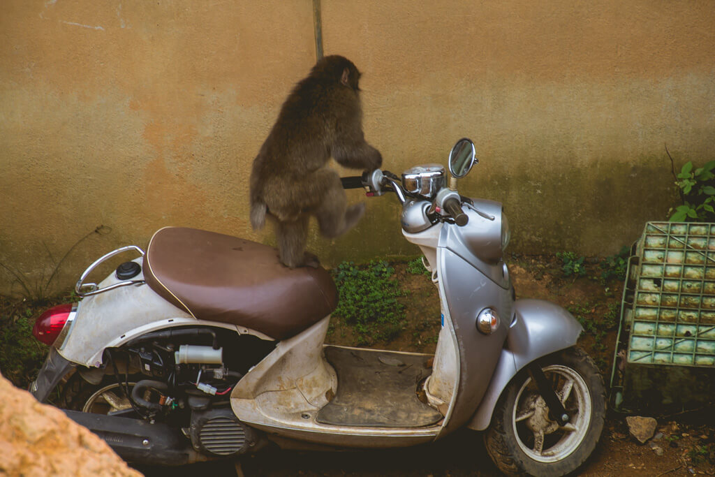 Monkey on Vespa at Arashiyama Monkey Hill