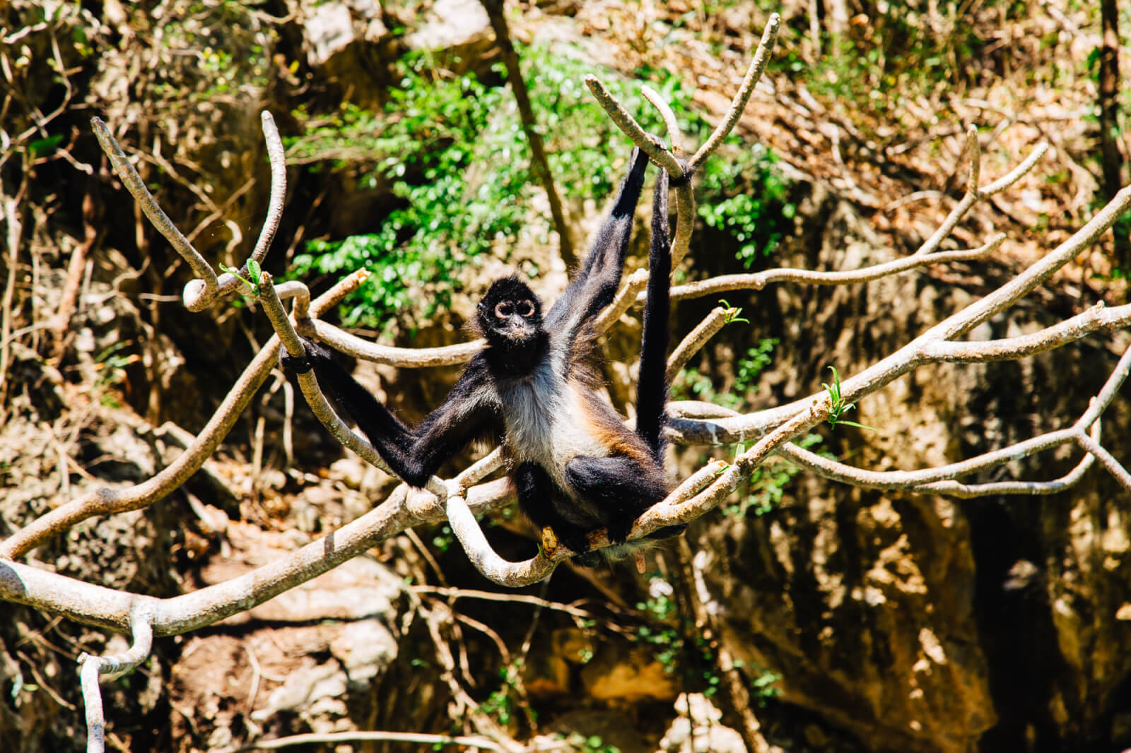 Monkey in Sumidero Canyon in Chiapas Mexico