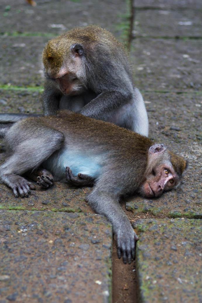 Sacred Monkey Forest in Ubud