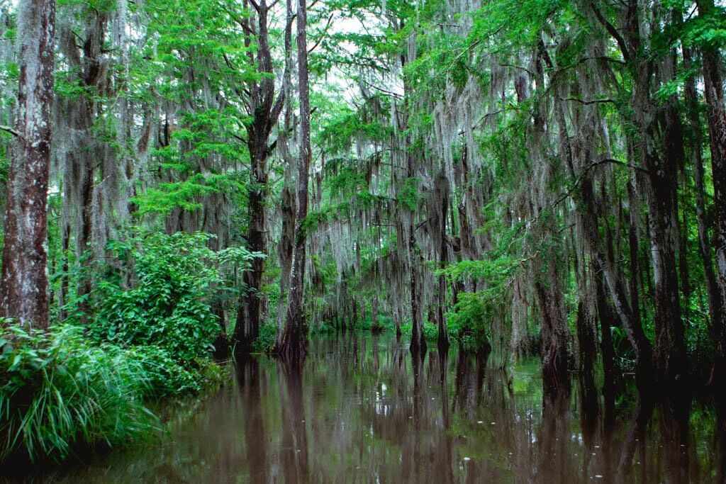 Honey Island Swamp Tour in New Orleans