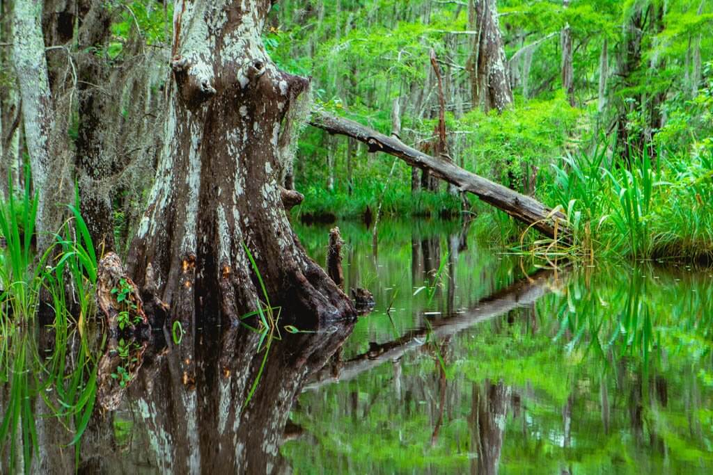 New Orleans Swamp Tour