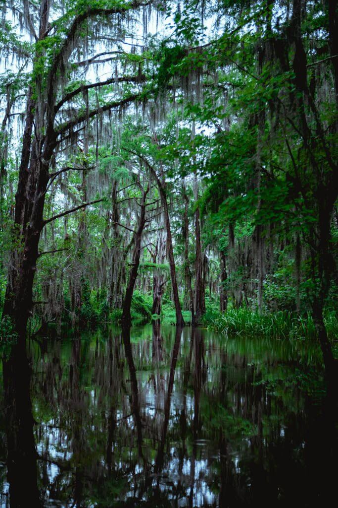 Honey Island Swamp New Orleans