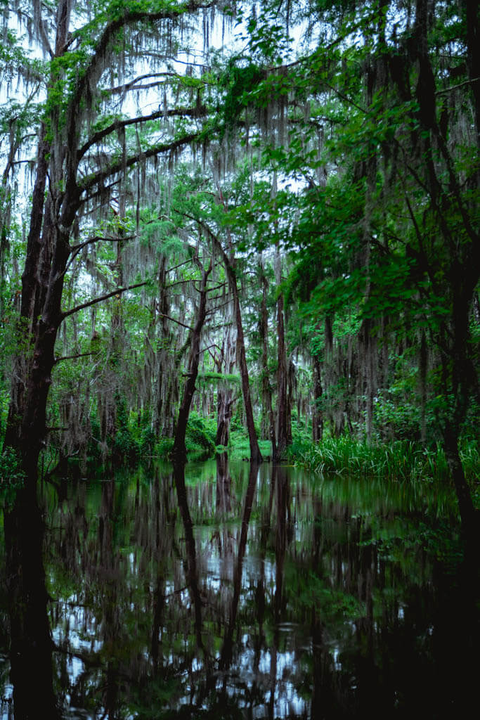 Honey Island Swamp New Orleans