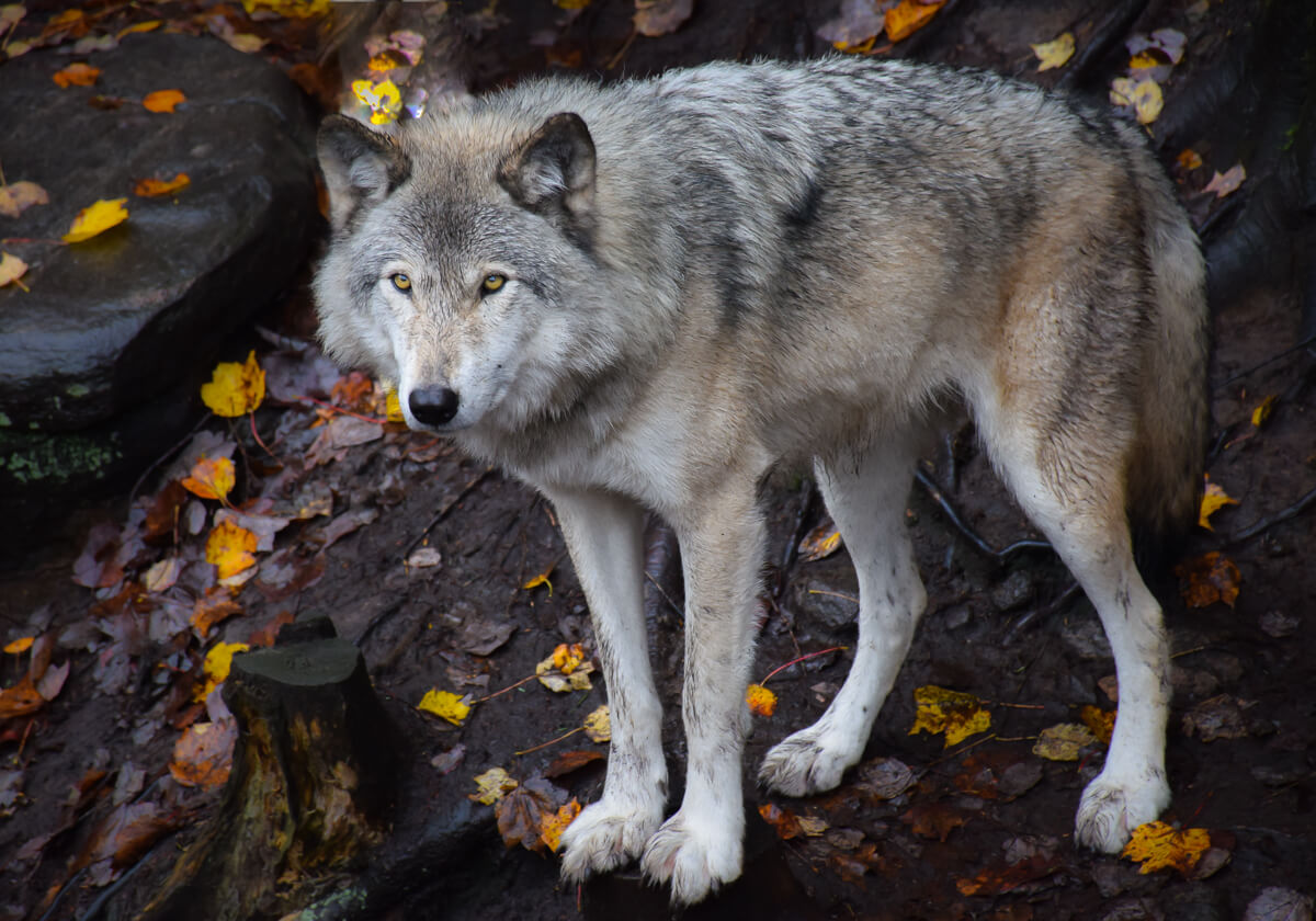 Omega Park - Day Trip from Montreal