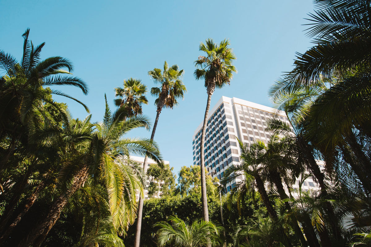 Palm-Trees-in-Irvine-California