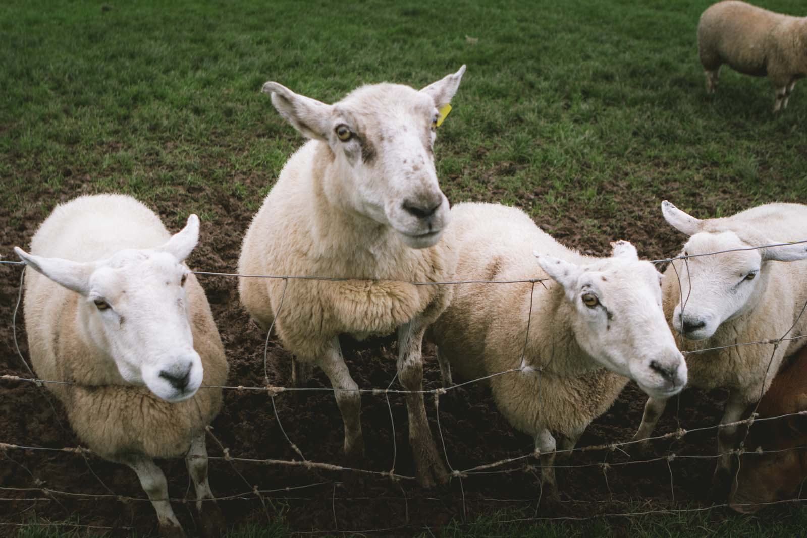 Sheep-Begging-for-food-in-Dingle-Ireland