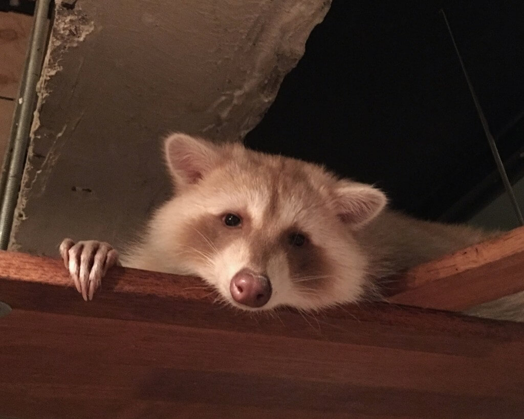 the MOST Adorable Raccoon  Cafe  in Seoul  Bobo and ChiChi