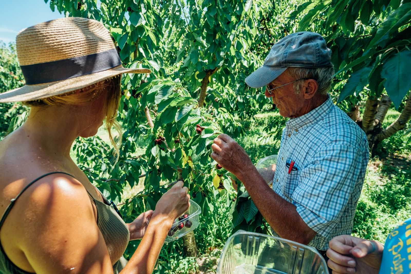 Mr. Thompson showing Megan how to pick cherries