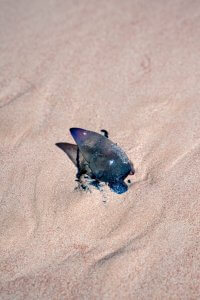 Portuguese Man of War jellyfish spotted on Horseshoe Bay Beach in Bermuda