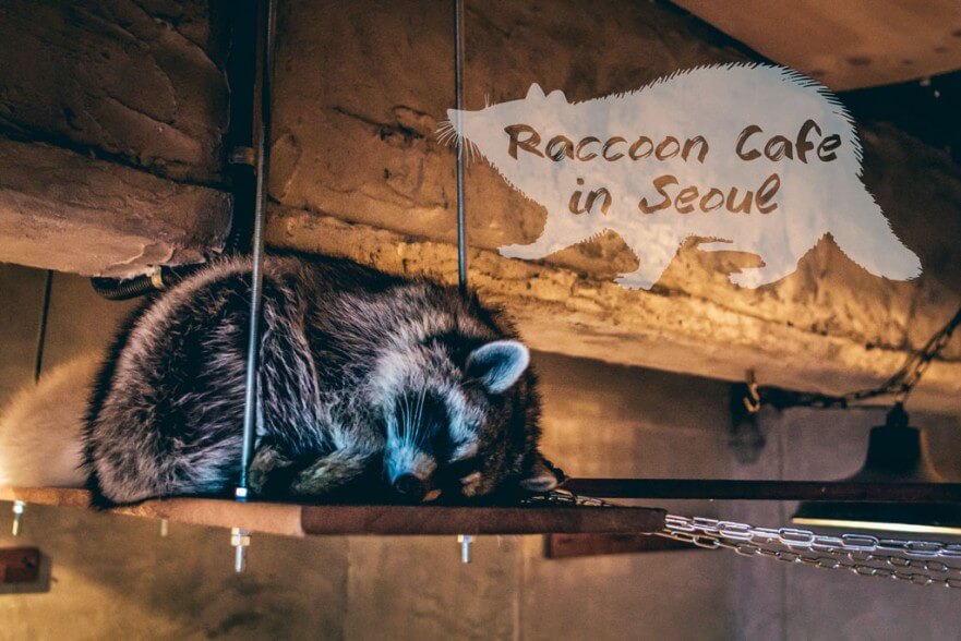 Raccoon Cafe in Seoul