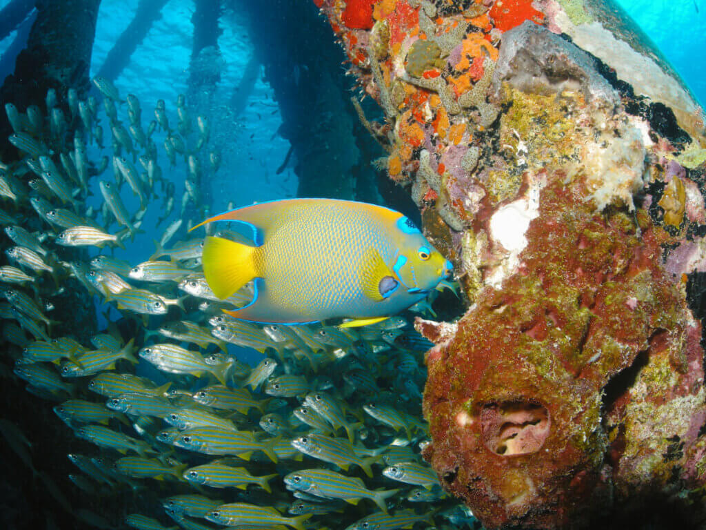 Queen-Angelfish-and-schools-of-fish-seen-snorkeling-at-Bonaire-Salt-Pier