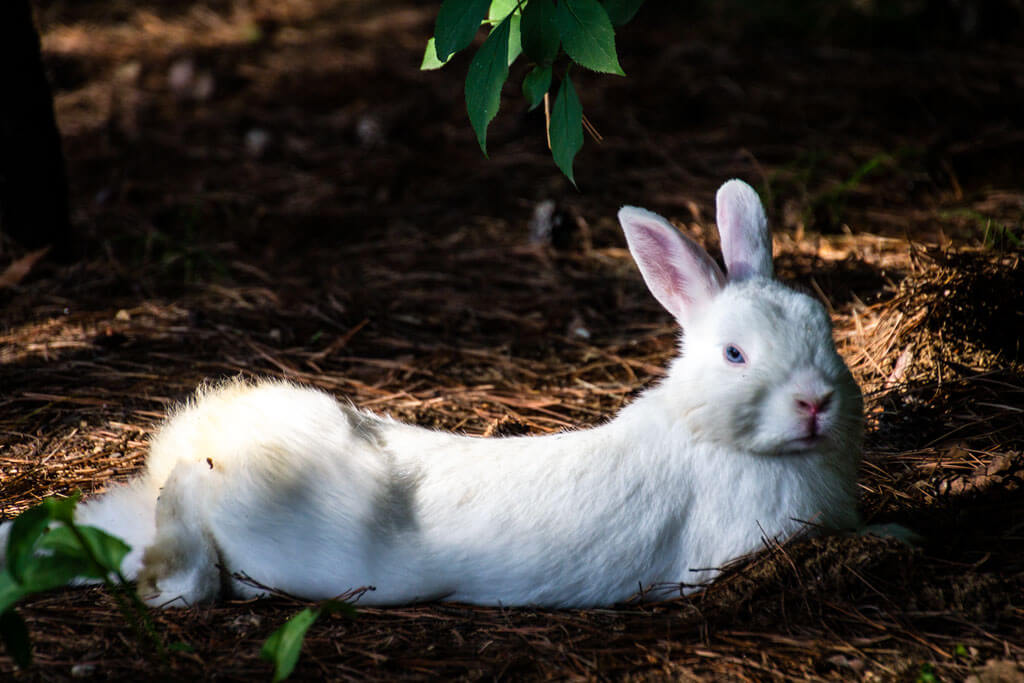 Rabbit Park in Seoul