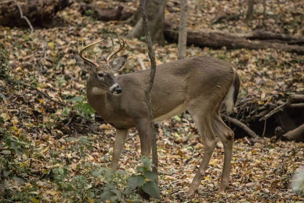 Deer at Radnor Lake 3 days in Nashville