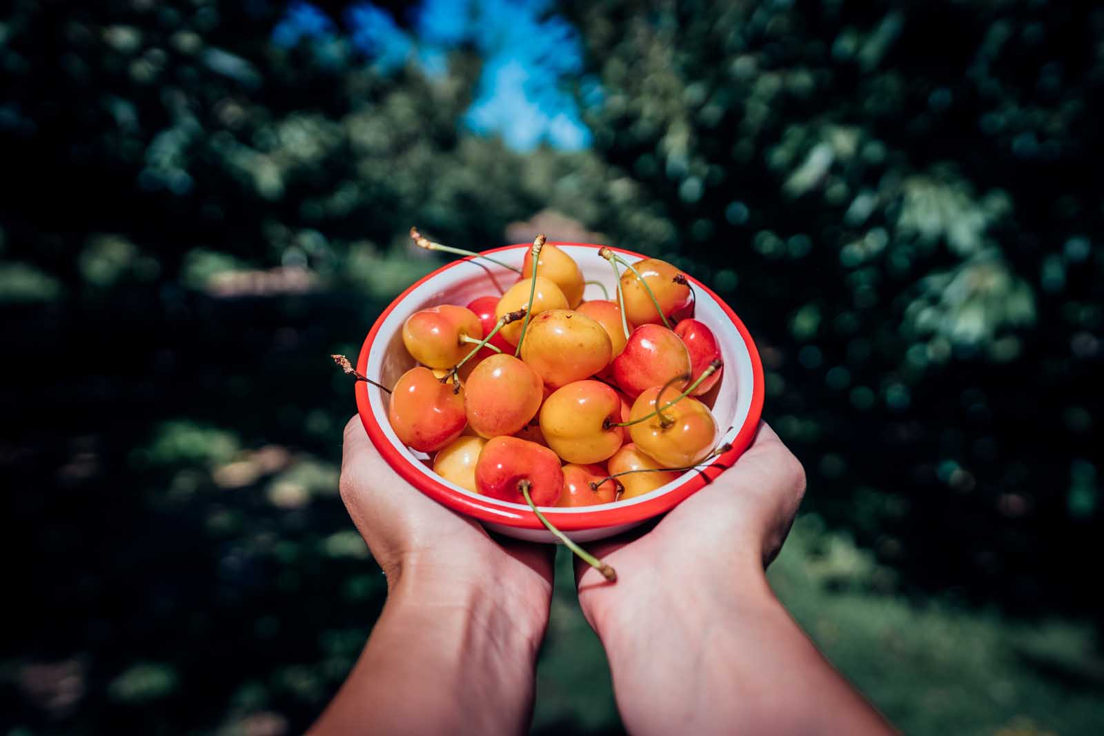 Picking Rainer Cherries at Barrett Orchards