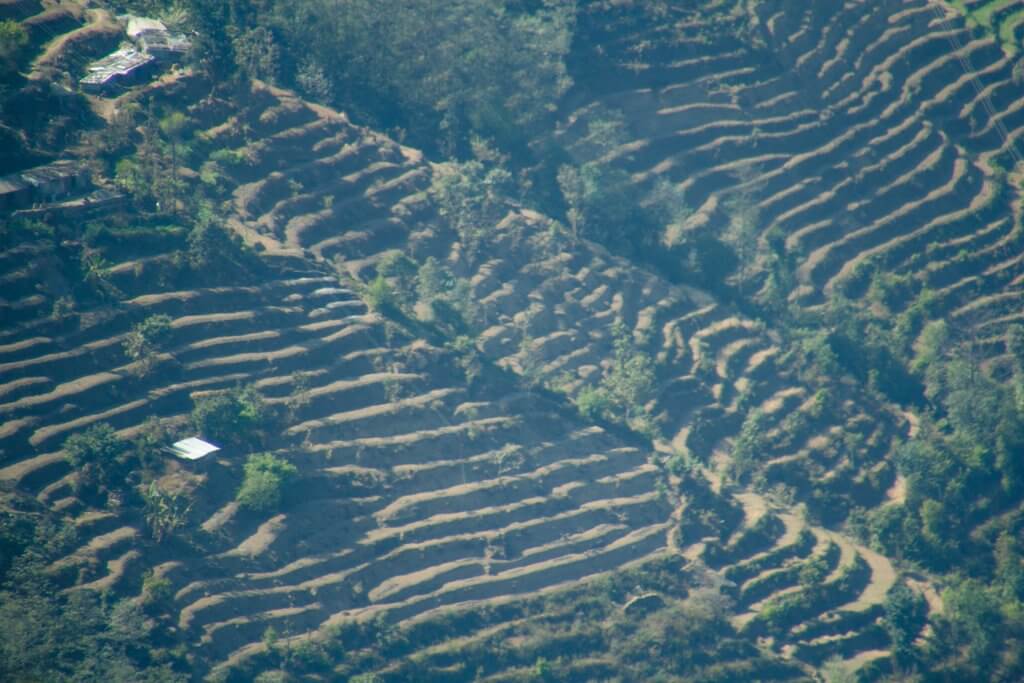 Rice Terraces Nepal