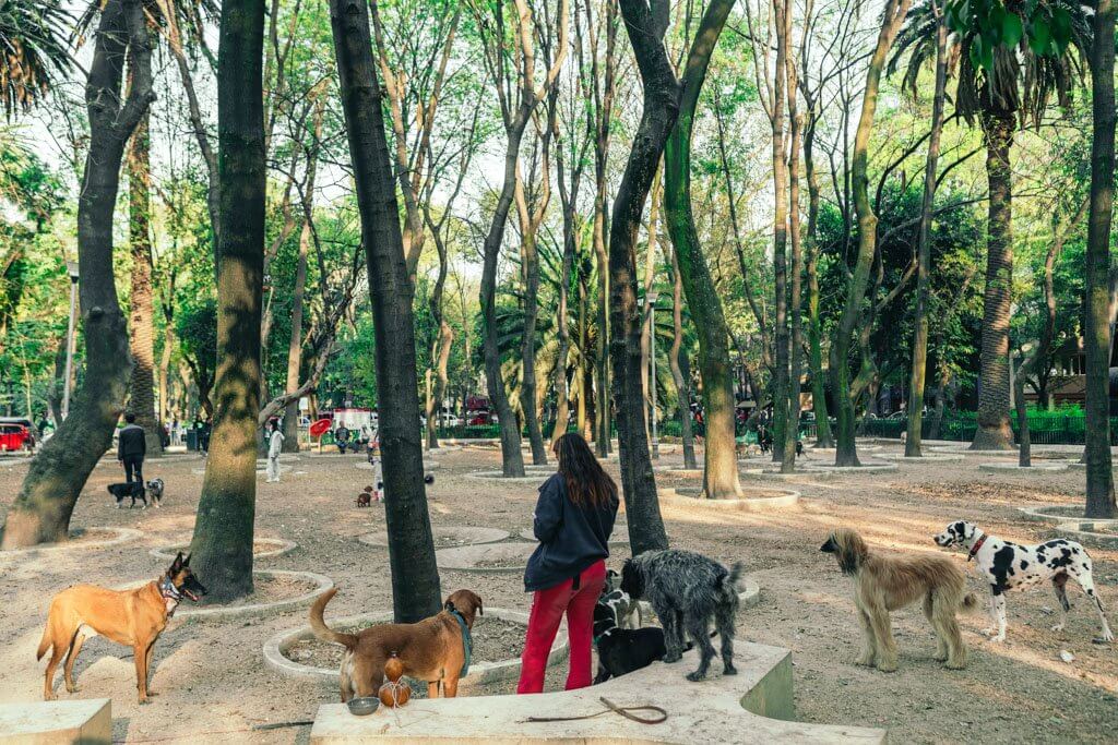 Dogs in Parque Mexico in Roma Norte