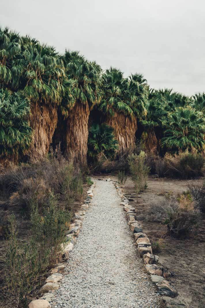 San Andreas Spring Oasis at the Dos Palmas Preserve