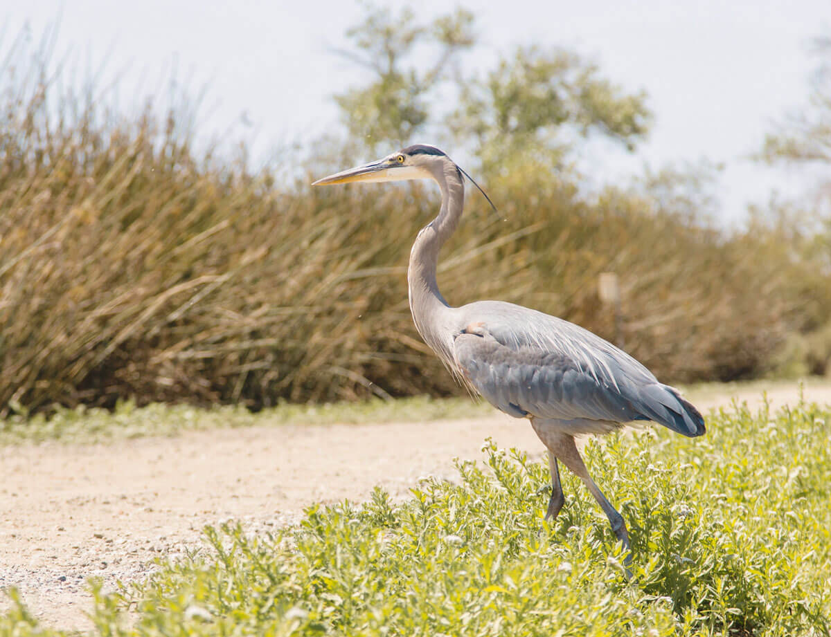 San-Joaquin-wildlife-sanctuary-and-marsh-in-Irvine-Orange-County