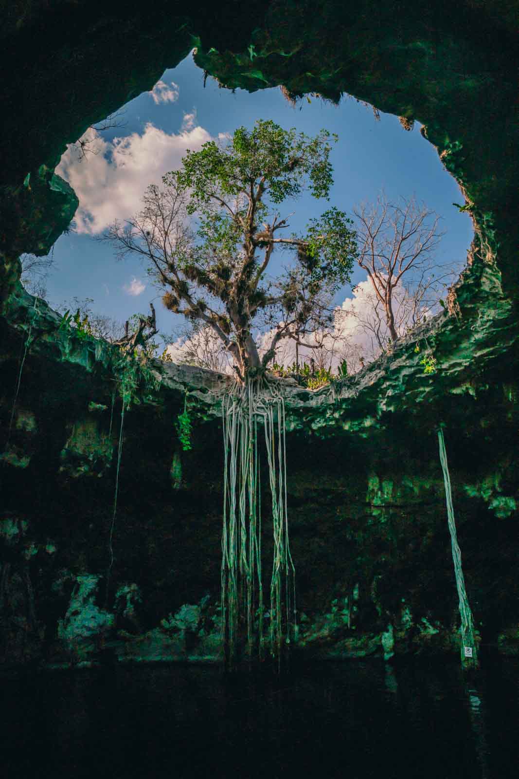 Santa Barbara Cenote with tree roots hanging down to cenote in Homun