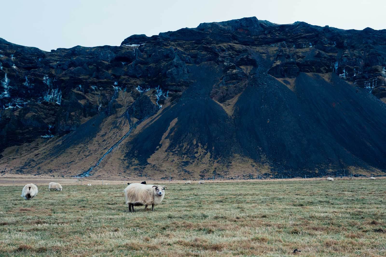 A sheep scene in Iceland