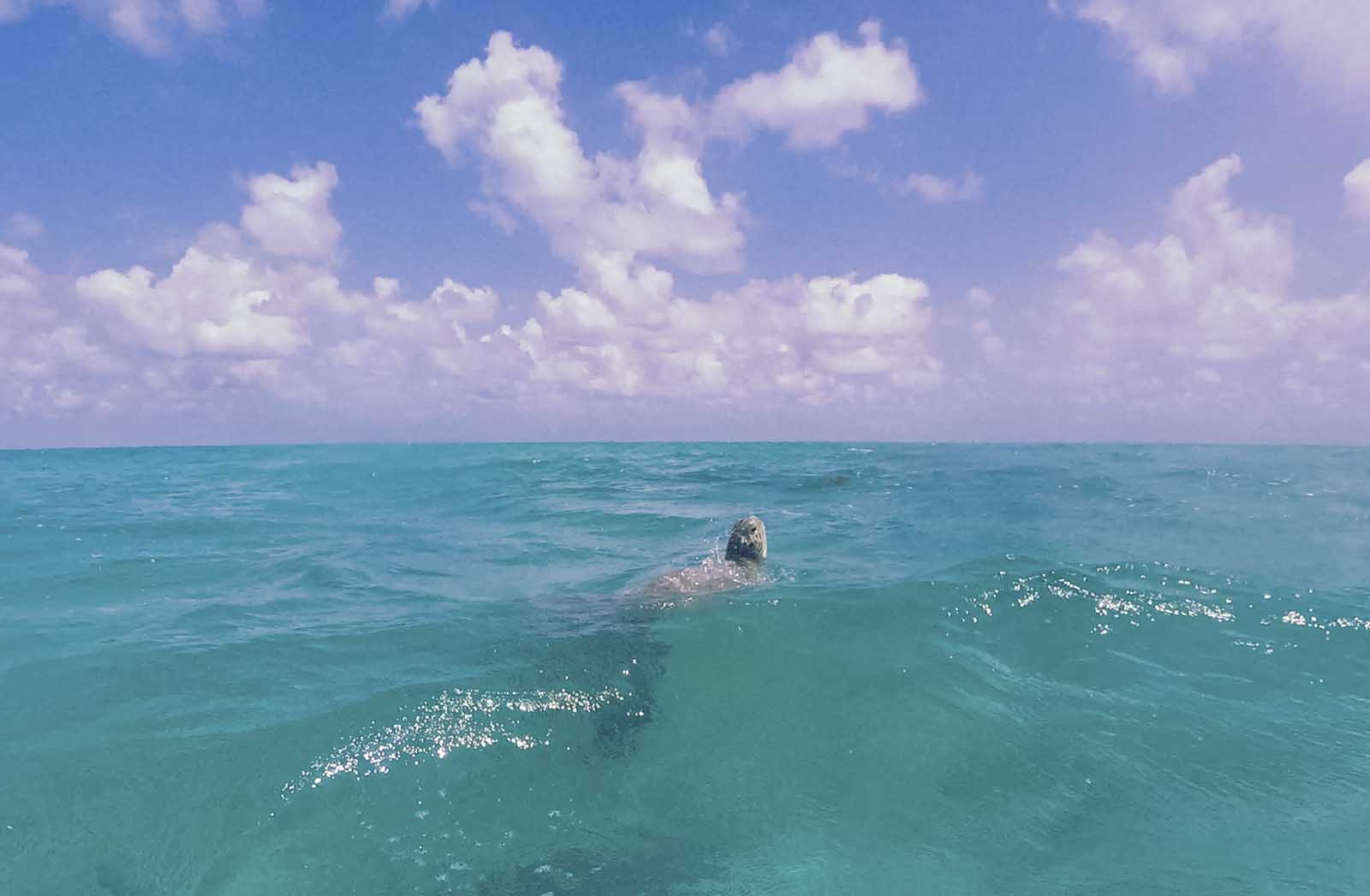 Sea turtle in Sian Kaan Biosphere Tulum