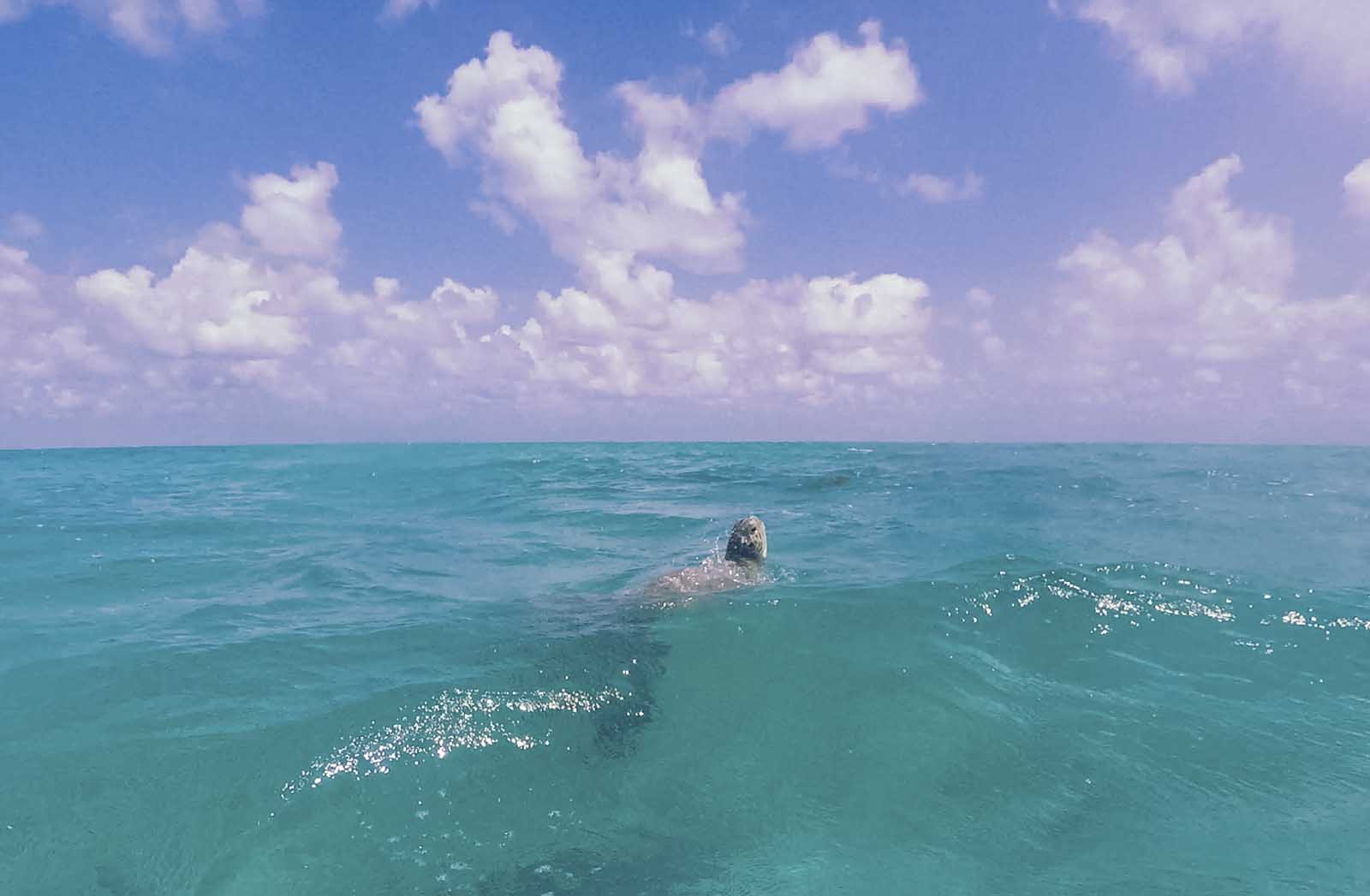 Sea turtle in Sian Kaan Biosphere Tulum