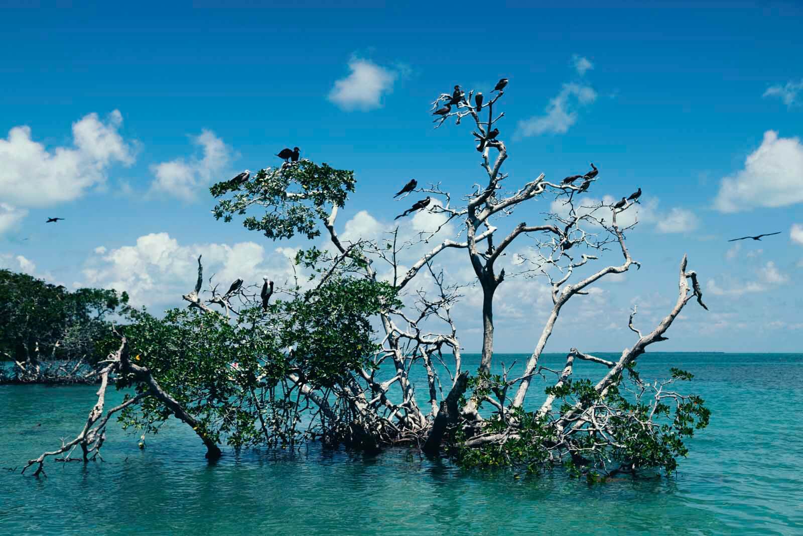 Birds at Sian Ka'an Biosphere