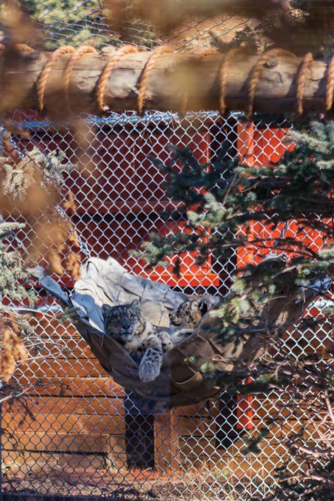 Snow Leopards cuddling together at the Alpine Zoo in Big Bear