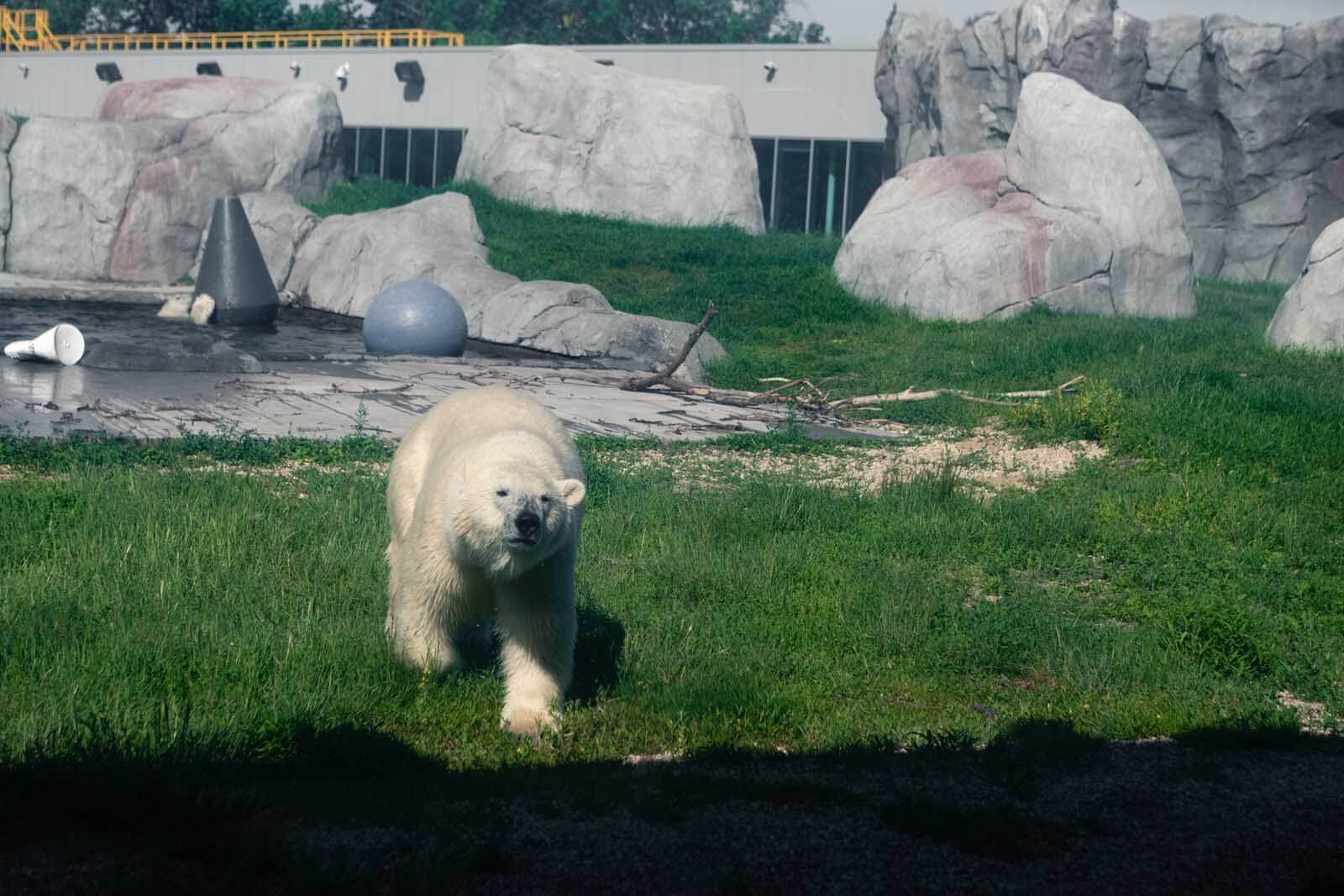 Storm the polar bear in assiniboine zoo in winnipeg