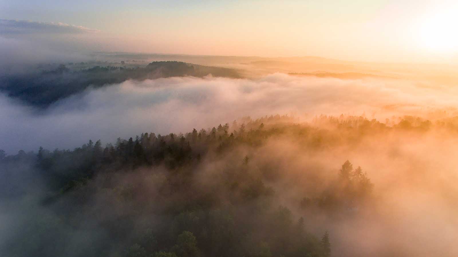Sunrise Fog over the forest in South Bohemia