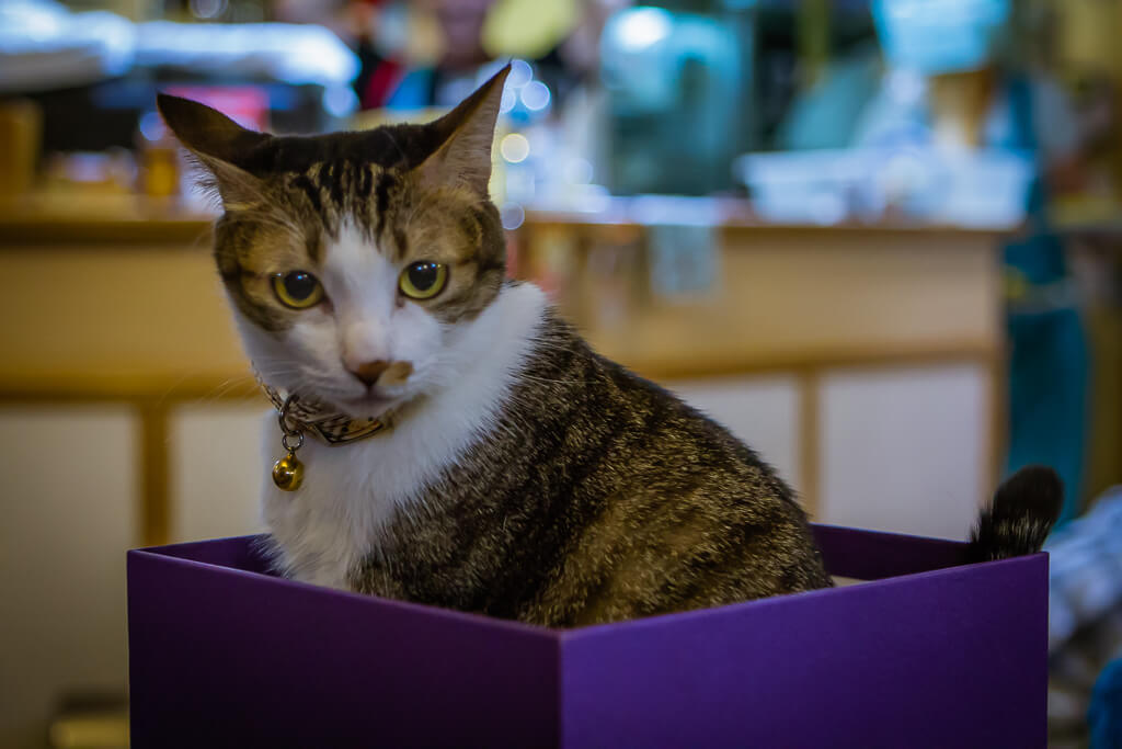 Taipei Cat Cafe