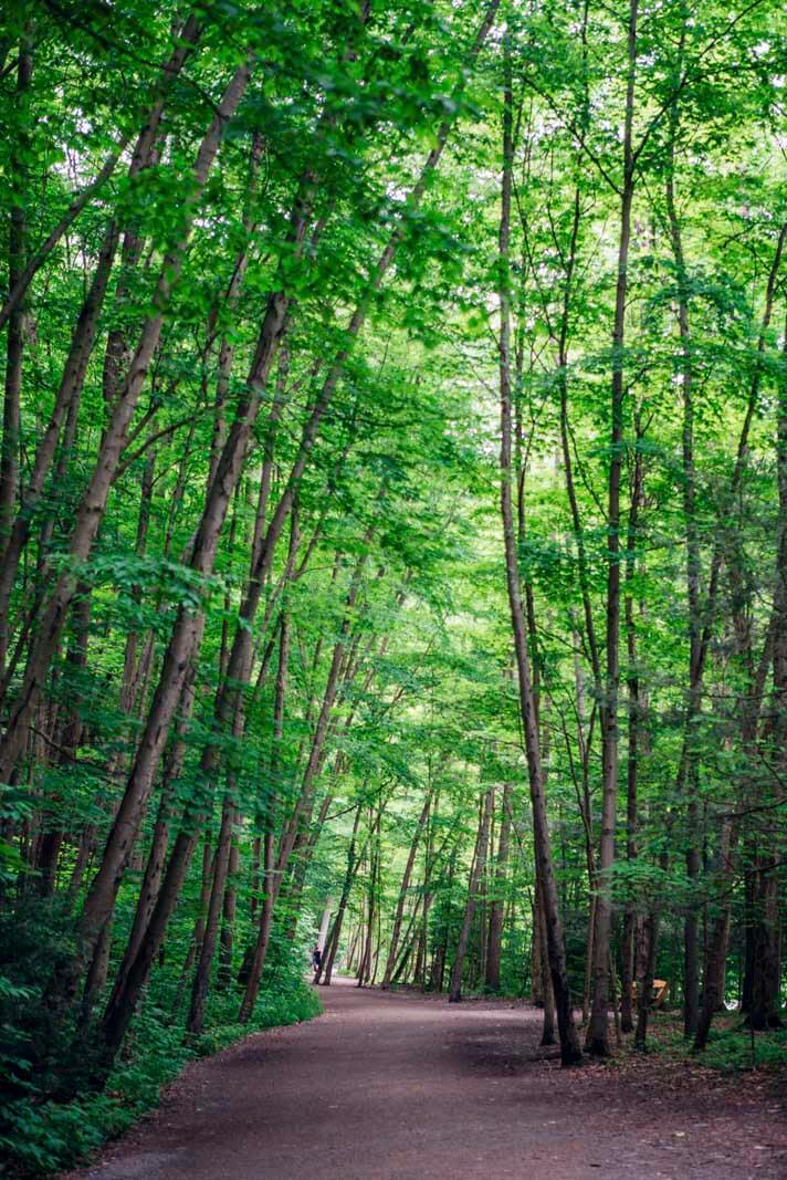 A vertical image of the green forest canopy at Taughannock Falls State Park