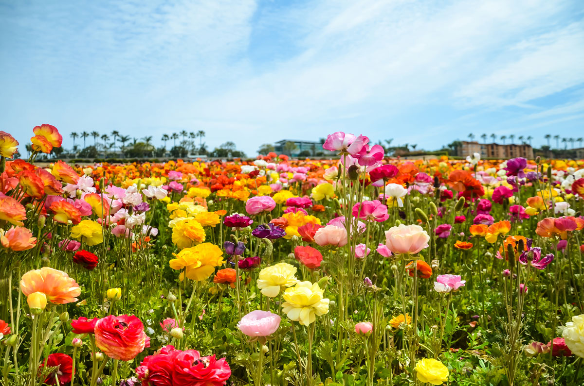 The-Flower-Fields-at-Carlsbad-Ranch-in-California