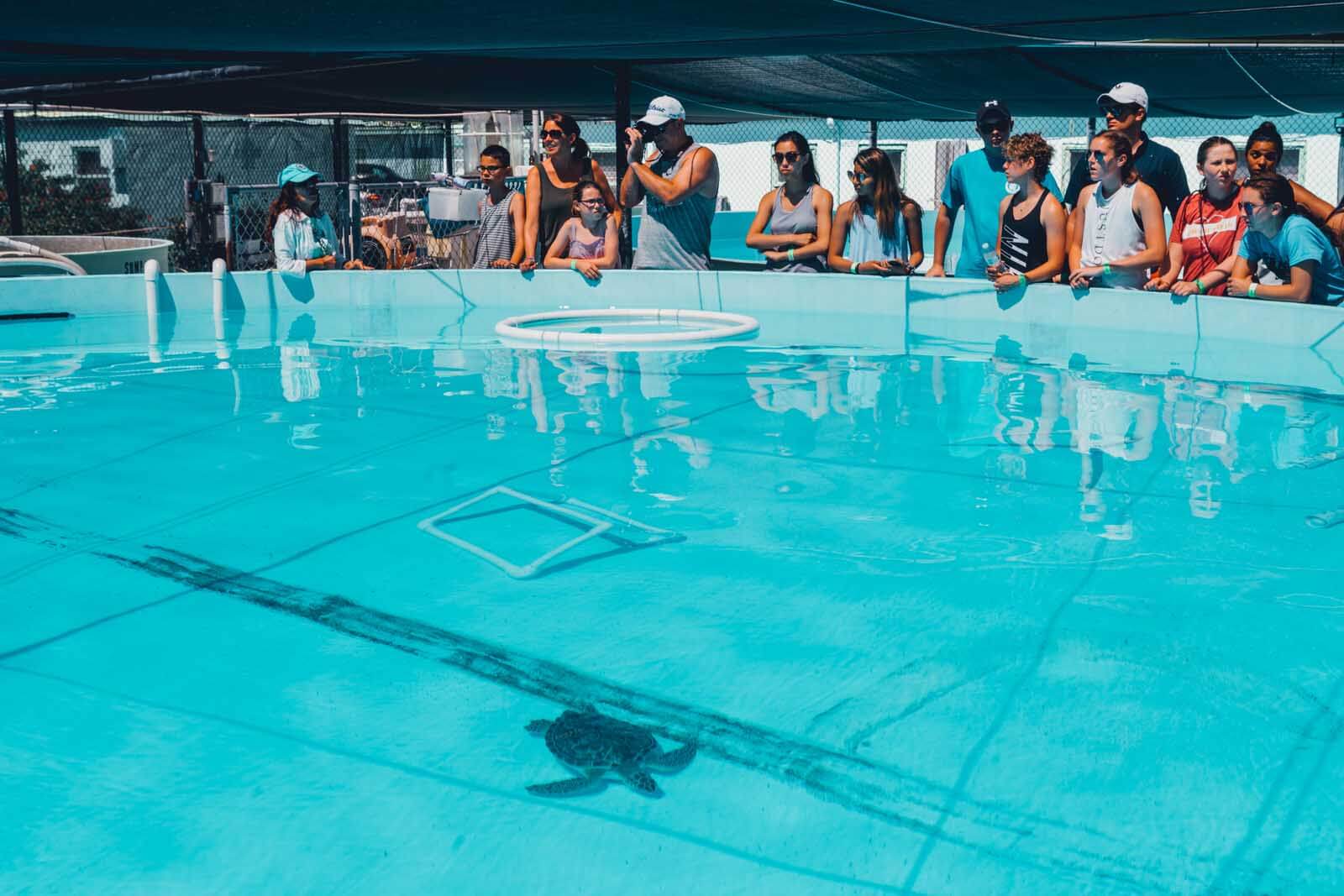 a crowd watching a turtle at the Turtle Hospital in Marathon