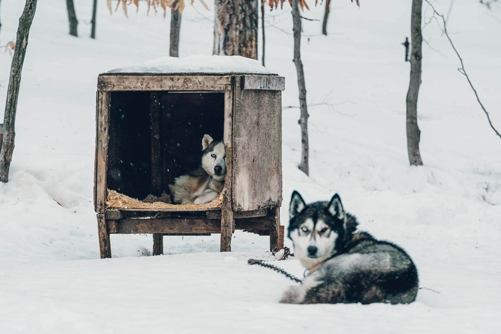 The dog sledding dogs at Aventures plein air in Quebec