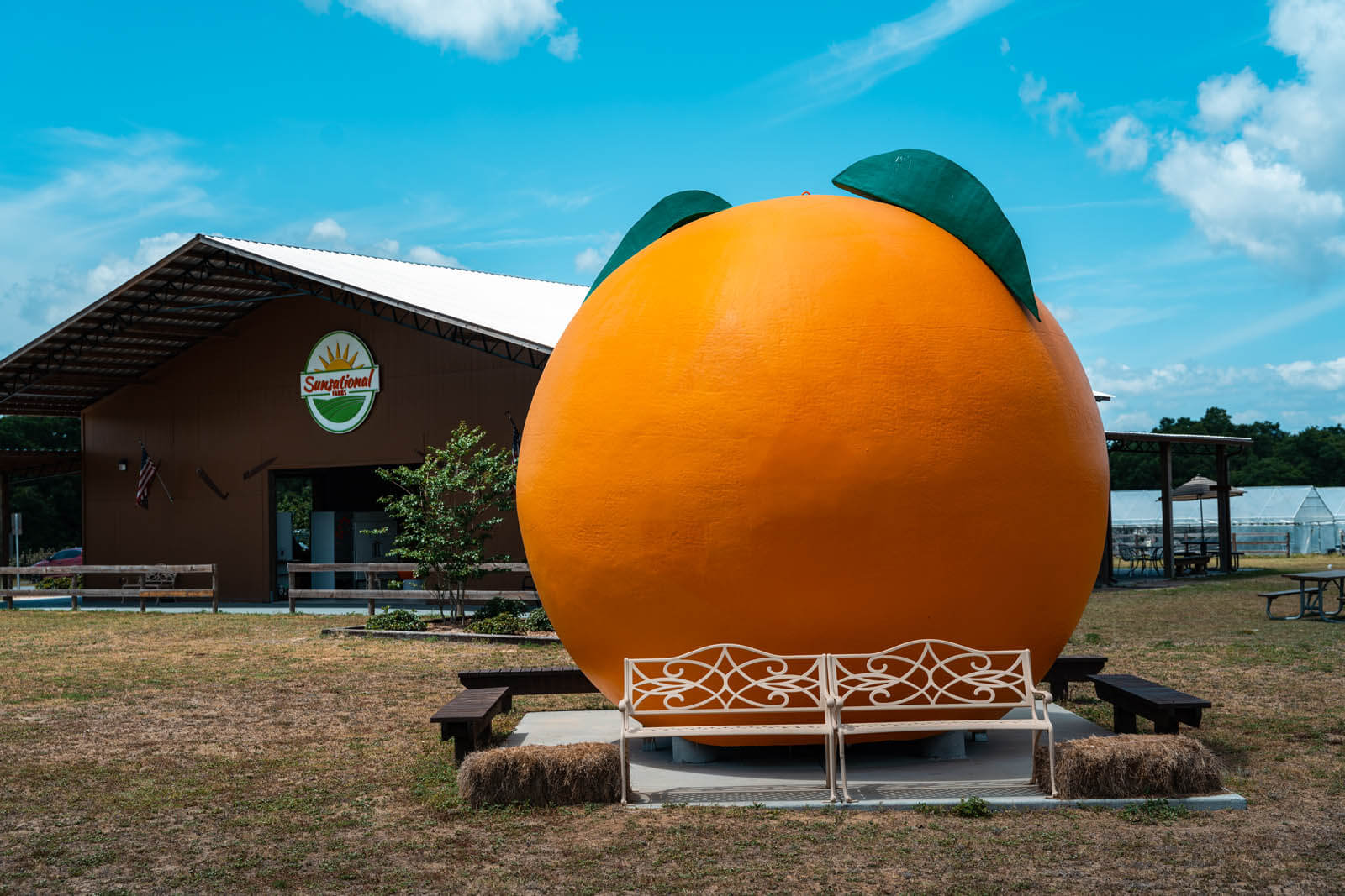 The giant orage at Sunsational Farms in Umatilla Lake County Florida