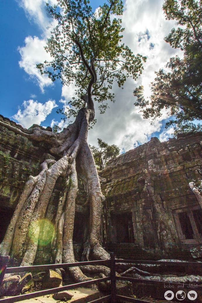 Ta Prohm Tree