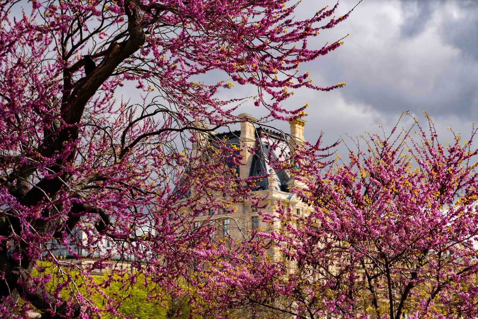 Tuileries Garden in bloom with a view of the Louvre in Paris