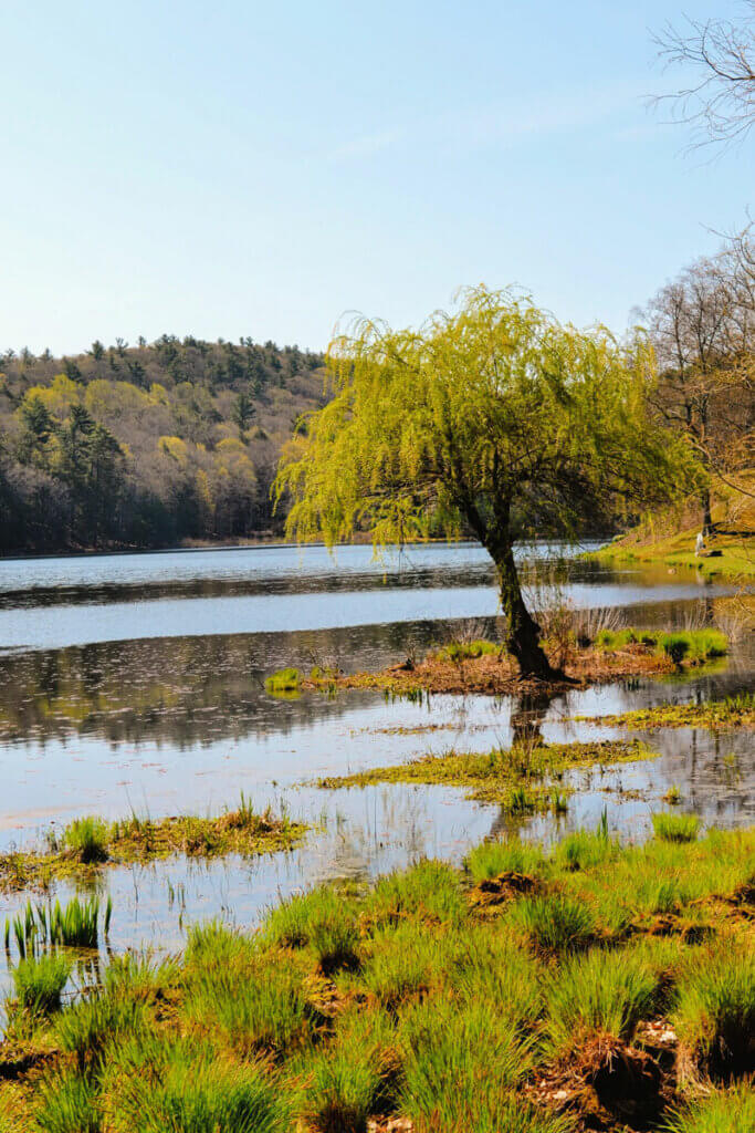 Tyrell-Lake-at-Innisfree-Garden-in-Millbrook-New-York-in-the-Hudson-Valley