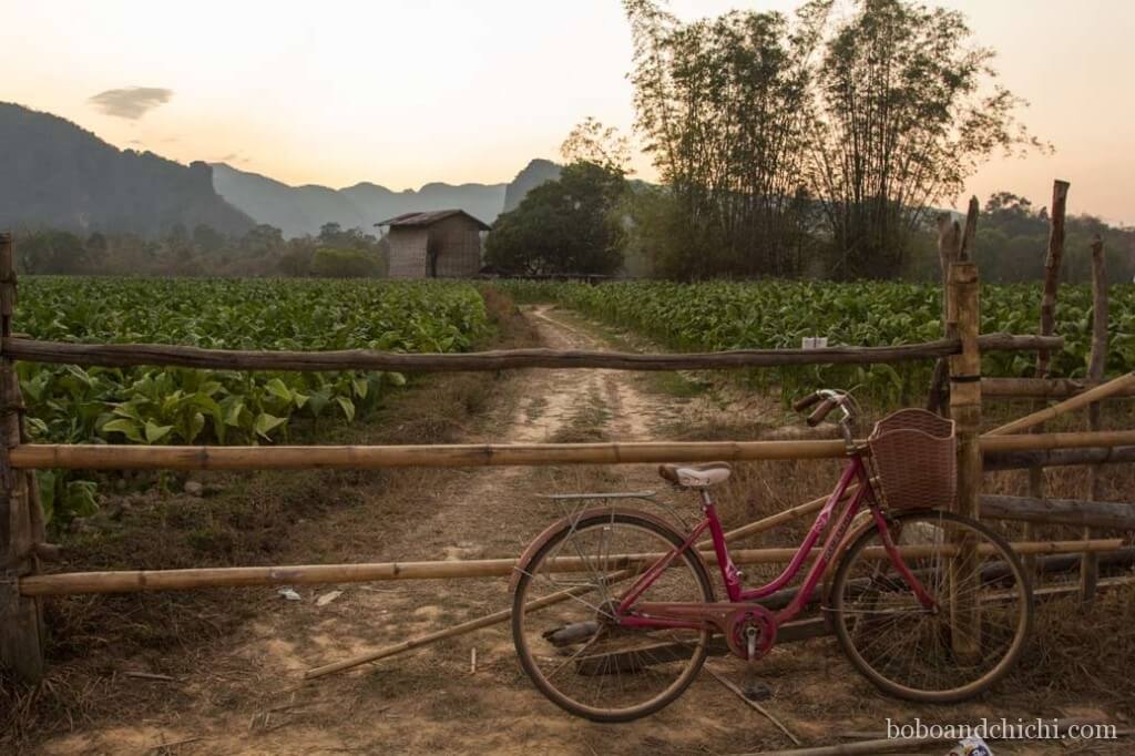 Kong Lo Field in Laos