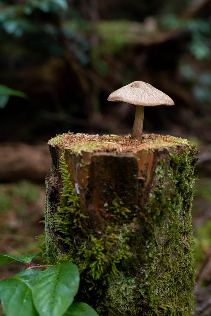 Whidbey Wild Mushroom Tour on Whidbey Island in Washington