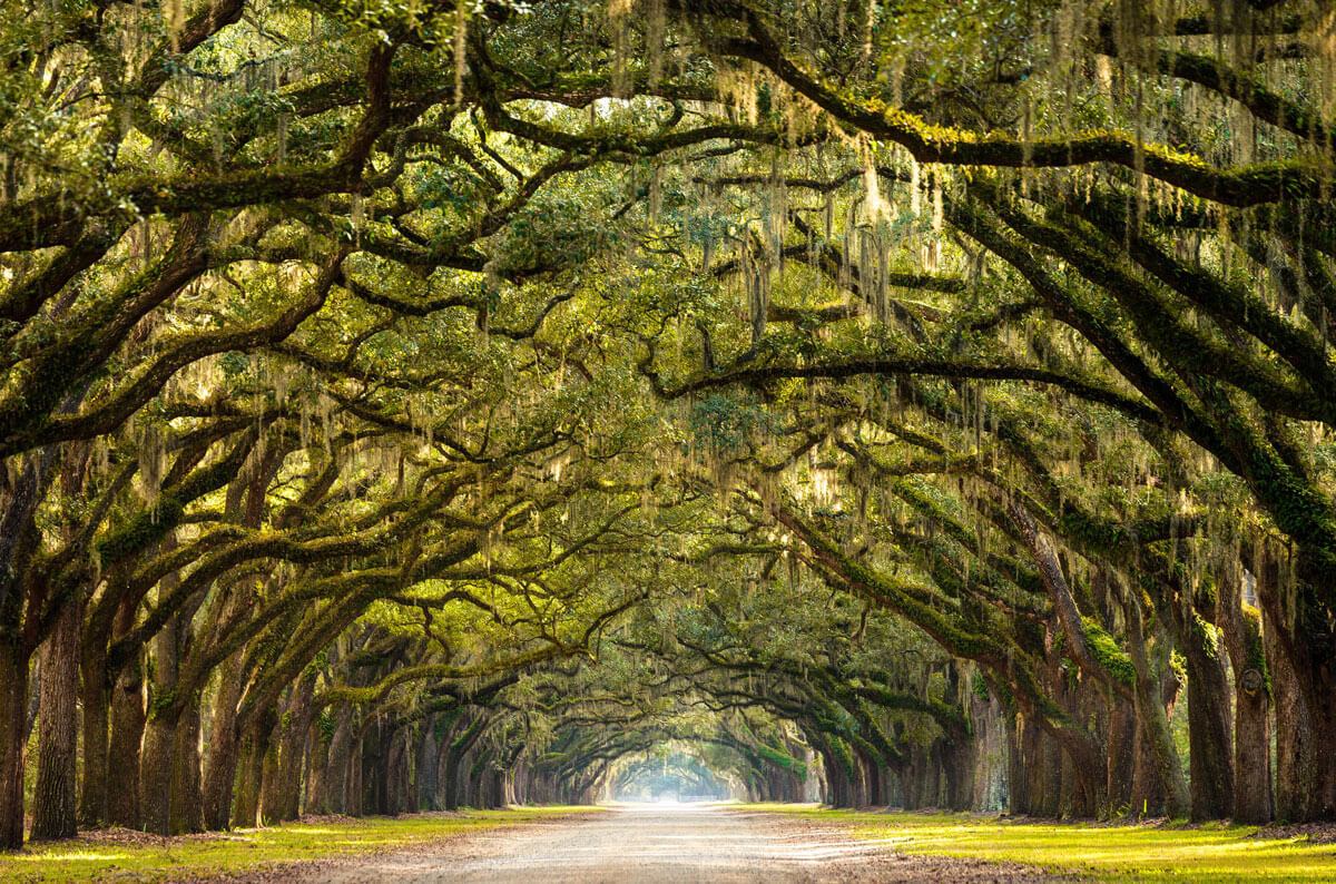 Wormsloe-Historic-Site-in-Savannah-Georgia-line-of-live-oak-trees