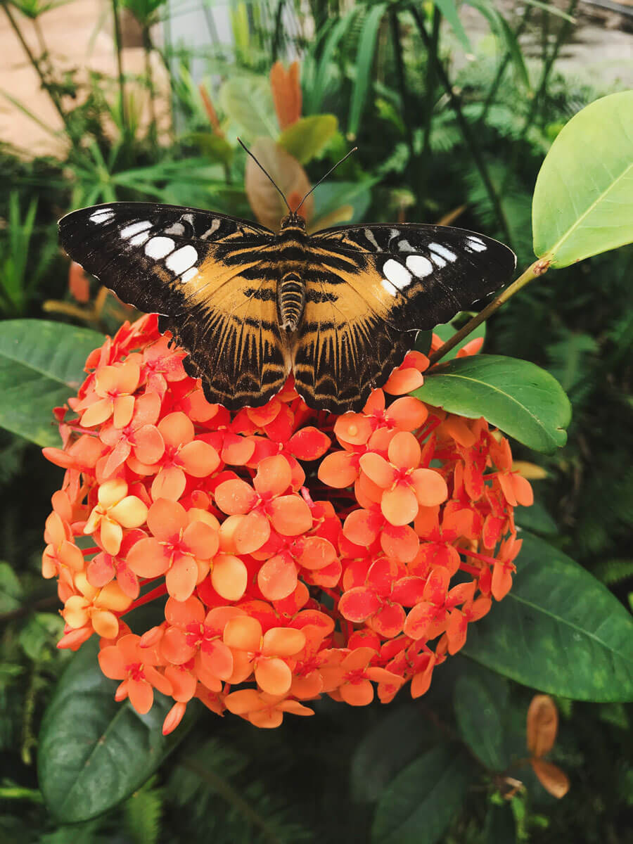 a-butterfly-at-Butterfly-Wonderland-in-Scottsdale-Arizona