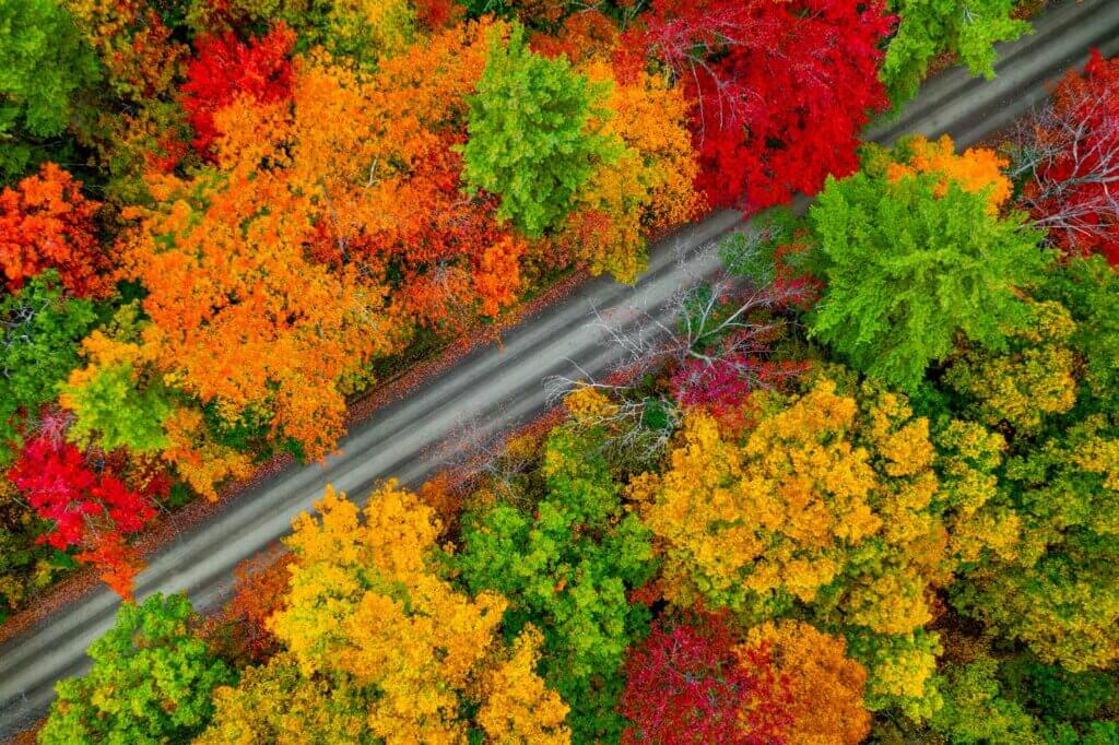 aerial view of Finger Lakes National Forest during the fall