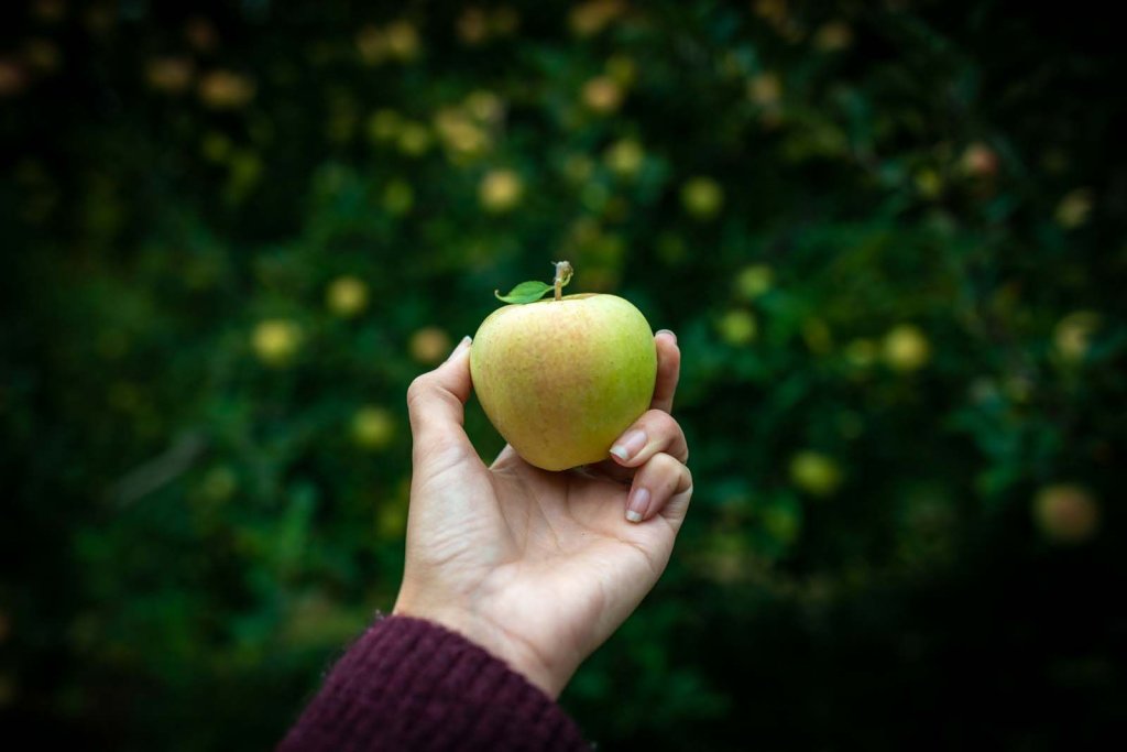 apple picking in the fall in finger lakes new york